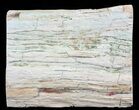 Polished Petrified Wood Limb - Madagascar #54587-2